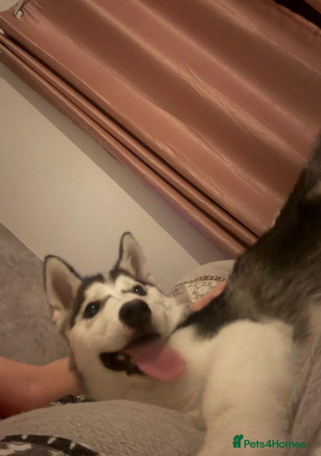 Siberian Husky dogs for sale: 6 month old female husky - Advert 1