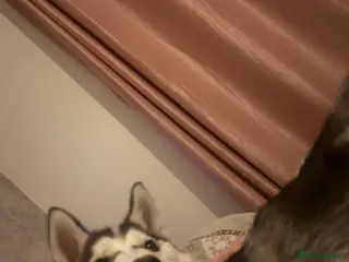 Siberian Husky dogs 6 month old female husky - Advert 17