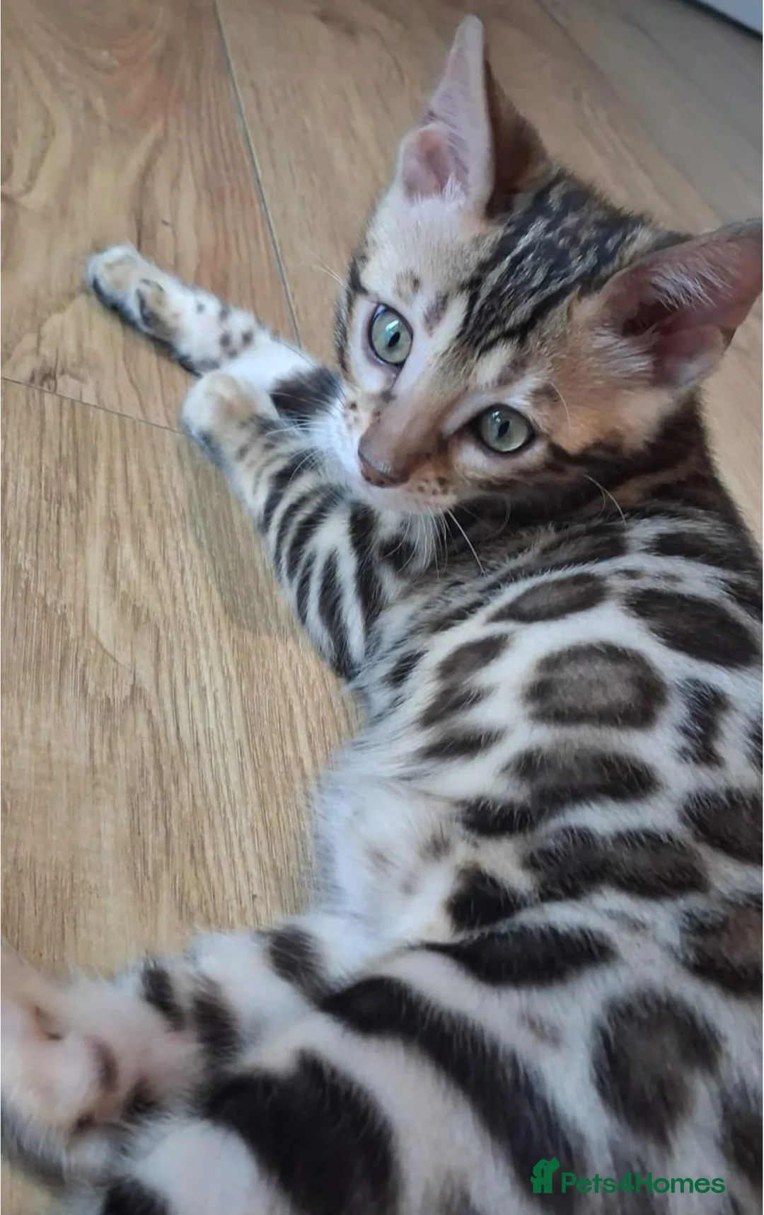 Bengal cats for sale: Pure bengal kitten for sale  - Advert 2