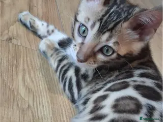Bengal cats Pure bengal kitten for sale - Advert 2