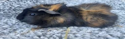 Guinea Pig rodents for sale: Gorgeous guinea pig girls  - Advert 2