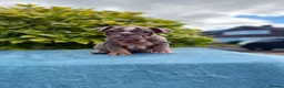 English Bulldog dogs for sale: Ready to leave ENGLISH BULLDOG PUPPIES  - Advert 15