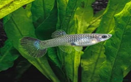 Live Bearers fish for sale: Colourful young Guppies (male and females) - Image 1