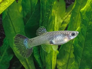 Live Bearers fish for sale - Advert 1