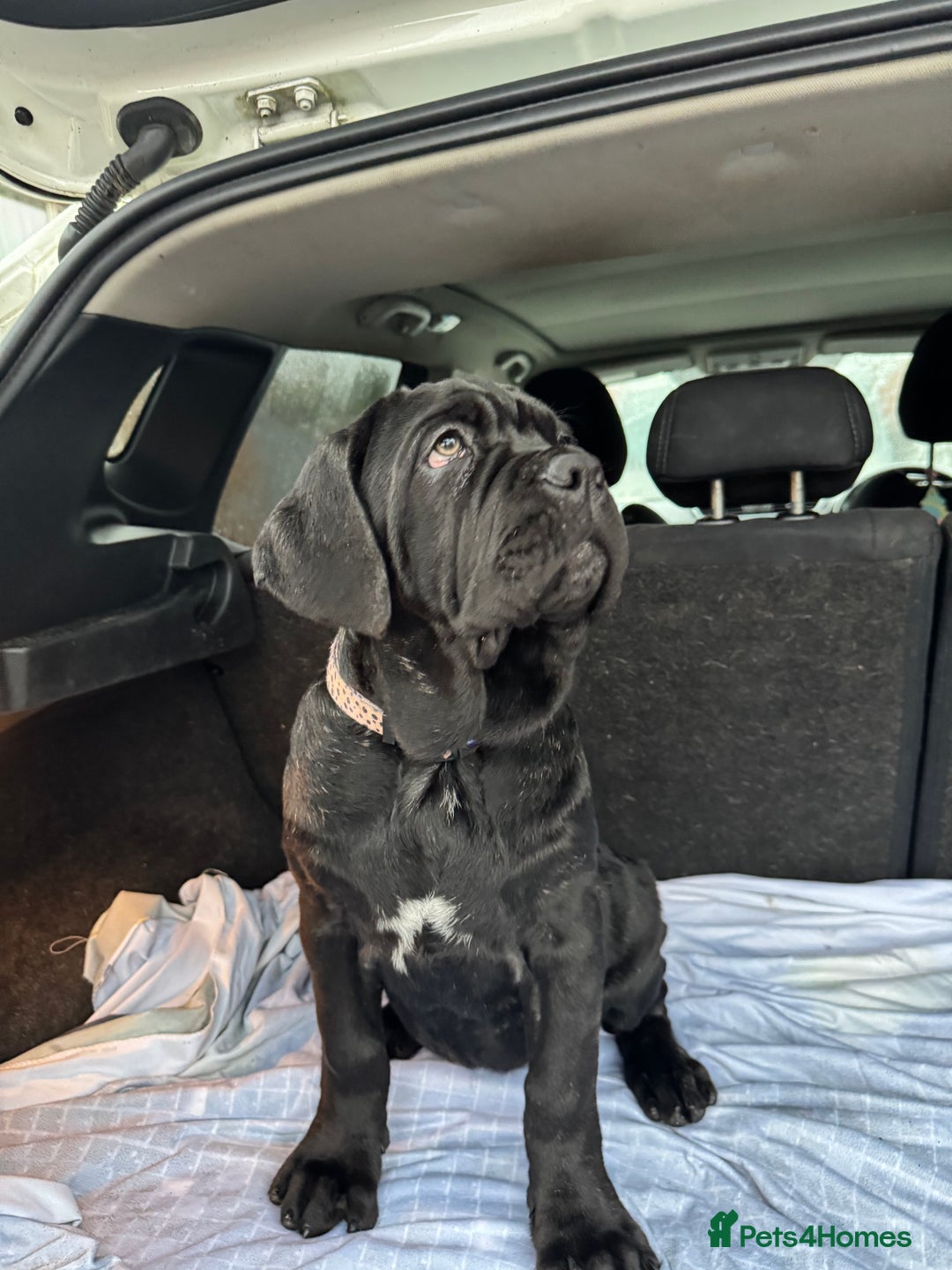 Mastiff dogs for sale: 2 Neapolitan mastiff puppies black girls  - Advert 26