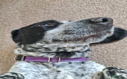 Mixed Breed dogs for sale: Forrest (Pet free for a lovely home). - Image 5