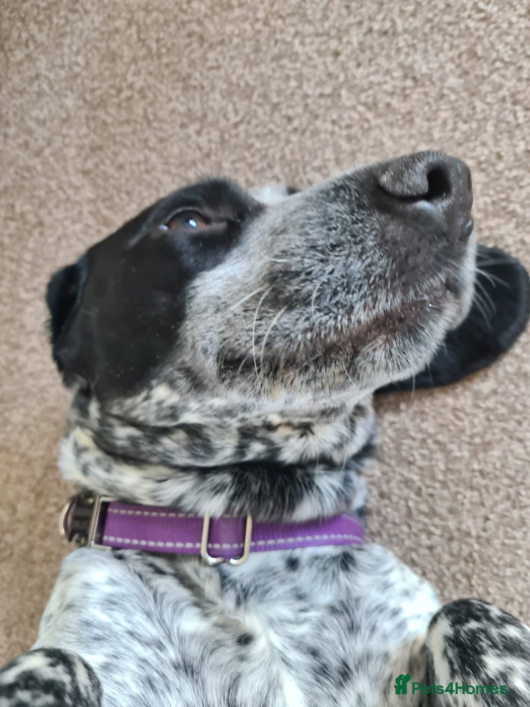 Mixed Breed dogs for sale: Forrest (Pet free for a lovely home). - Image 5