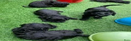 Cockapoo dogs for sale: Super cute 2 Tiny Female Cockapoo Pups - Advert 16