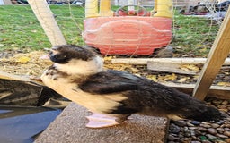 Ducks poultry for sale: 2 Muscovy ducks and 1 Indian runner duck - Advert 11