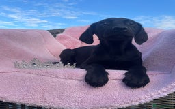 Labrador Retriever dogs for sale: Two Adorable Labrador Puppies - Image 4