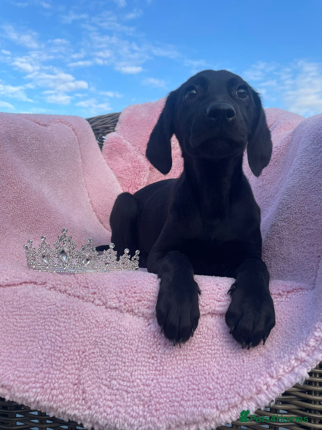 Labrador Retriever dogs for sale: Two Adorable Labrador Puppies - Image 4