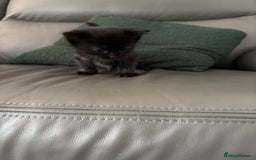 Mixed Breed cats for sale: Kittens for sale  - Image 4