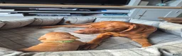 Hungarian Vizsla dogs for sale: LAST GIRL Striking Hungarian Vizsla Pup 1.6% COI in Evesham - Advert 3