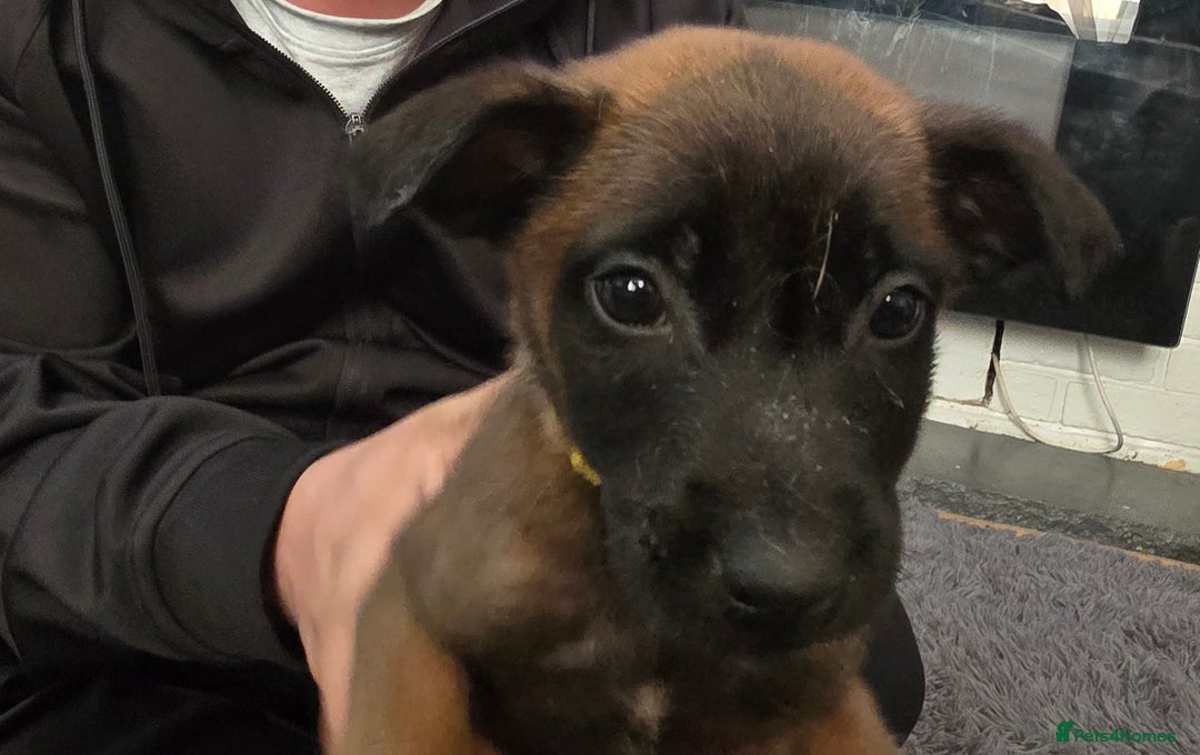 Belgian Shepherd Dog dogs for sale: Belgium malinois pups  - Advert 6