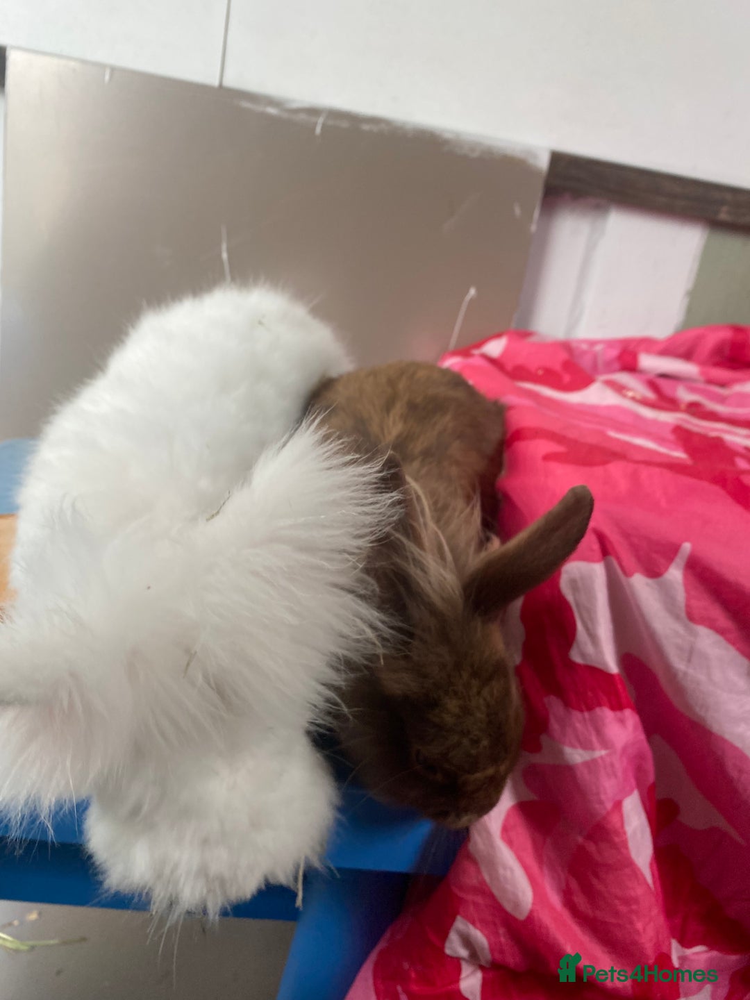 Lionhead rabbits for sale: 2 bonded rabbits  - Image 2
