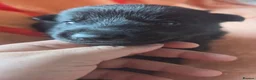 German Shepherd dogs for sale: Black German Shepherd. - Advert 11