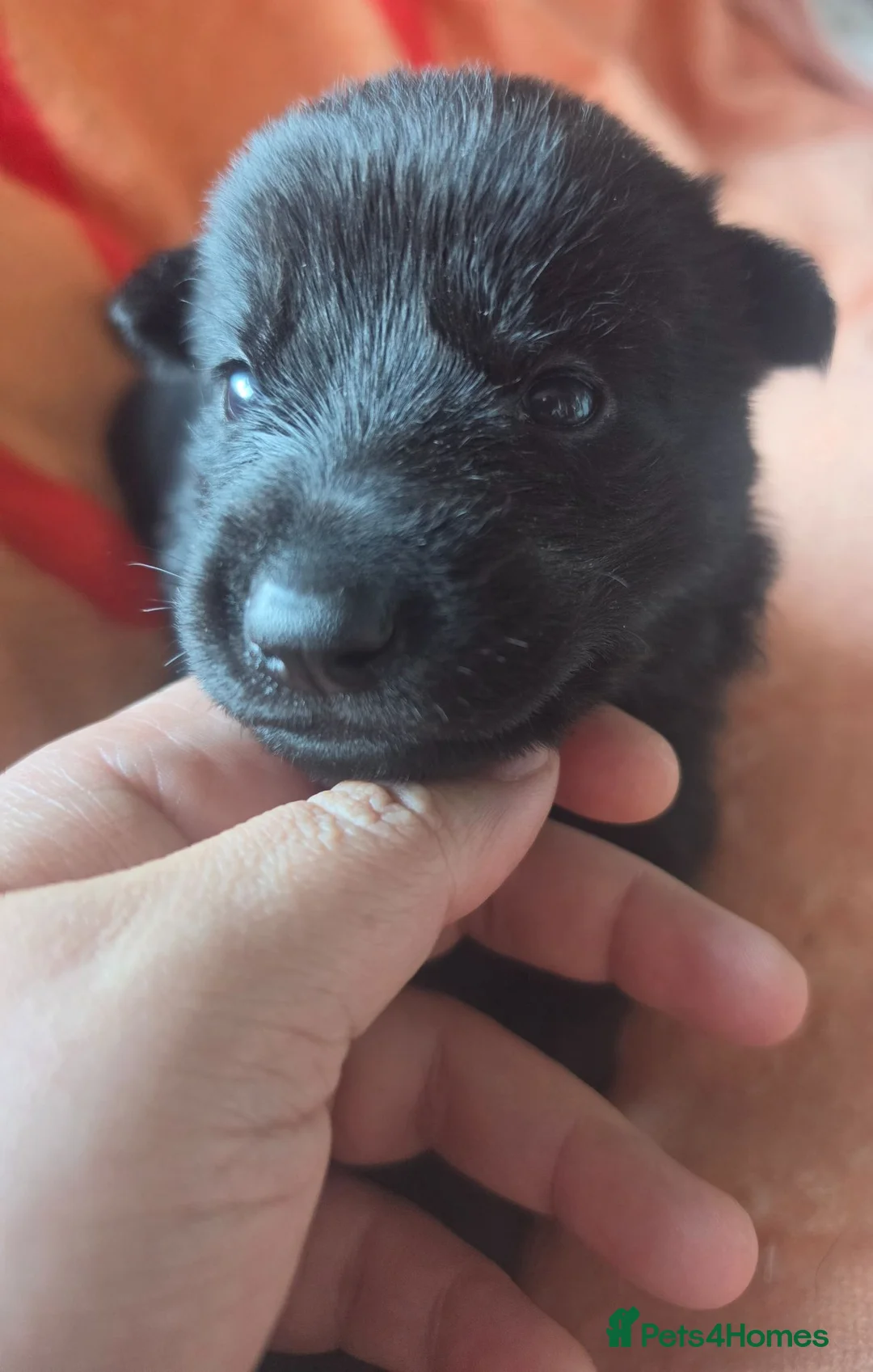 German Shepherd dogs for sale: Black German Shepherd. - Advert 11