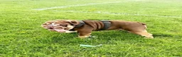 English Bulldog dogs for stud: Teddy - Advert 7