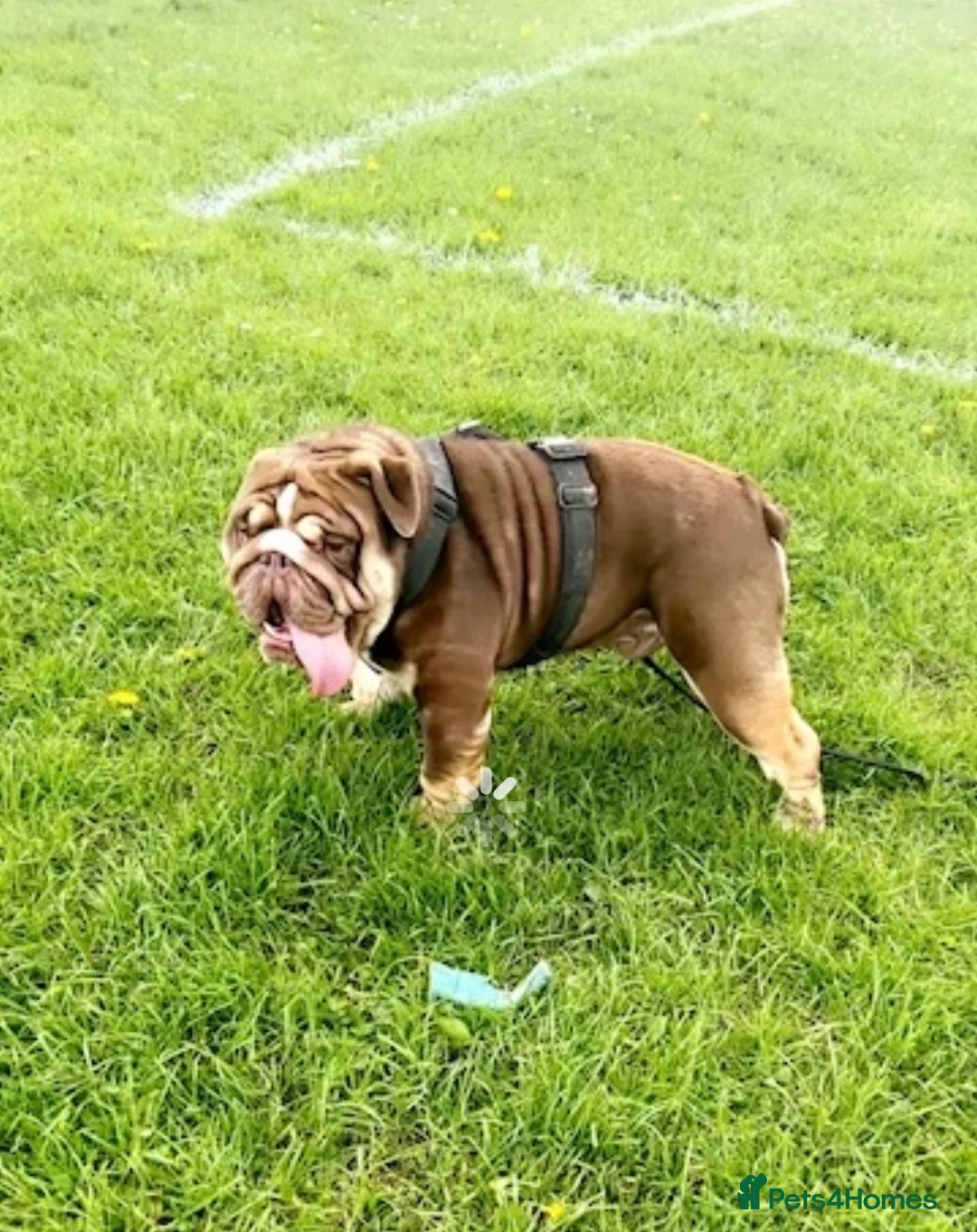 English Bulldog dogs for stud: Teddy - Advert 7