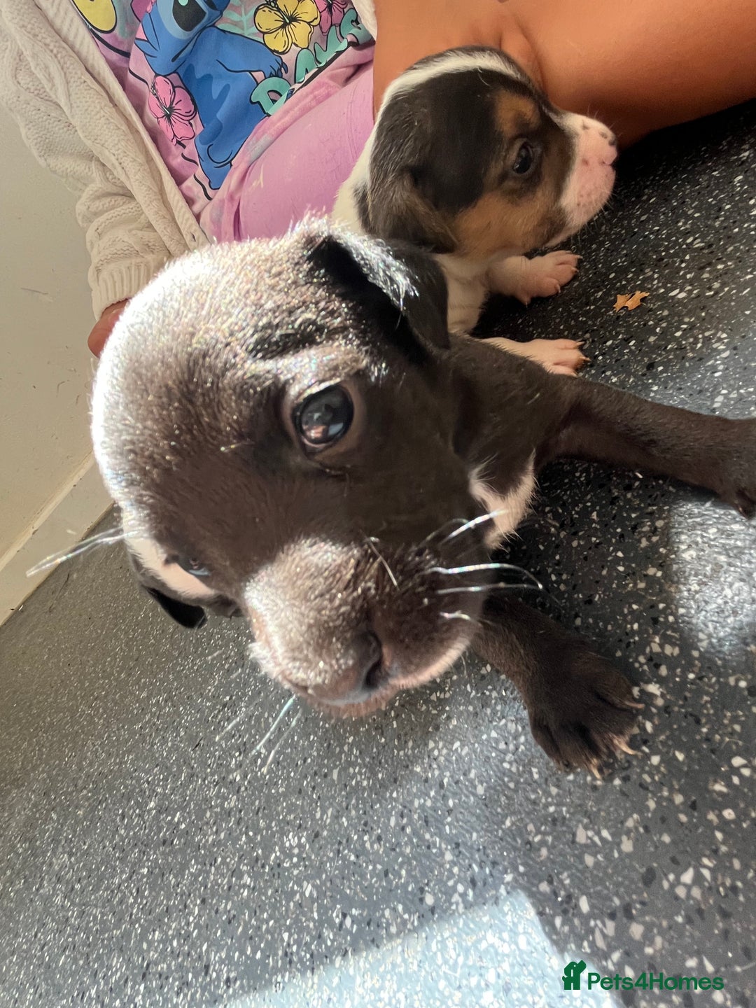 Jack Russell dogs for sale: 2 puppies for sales - Image 21