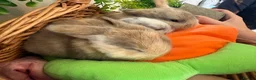 Mini Lop rabbits for sale: Stunning Mini Lop babies  in Hornchurch - Advert 8