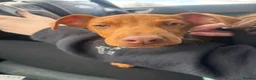 Miniature Pinscher dogs for sale: Chico  in Bellshill - Advert 4