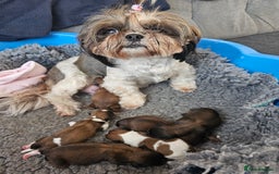 Shih Tzu dogs for sale: Shih tzu puppies - purebreed - licenced breeder  - Image 9