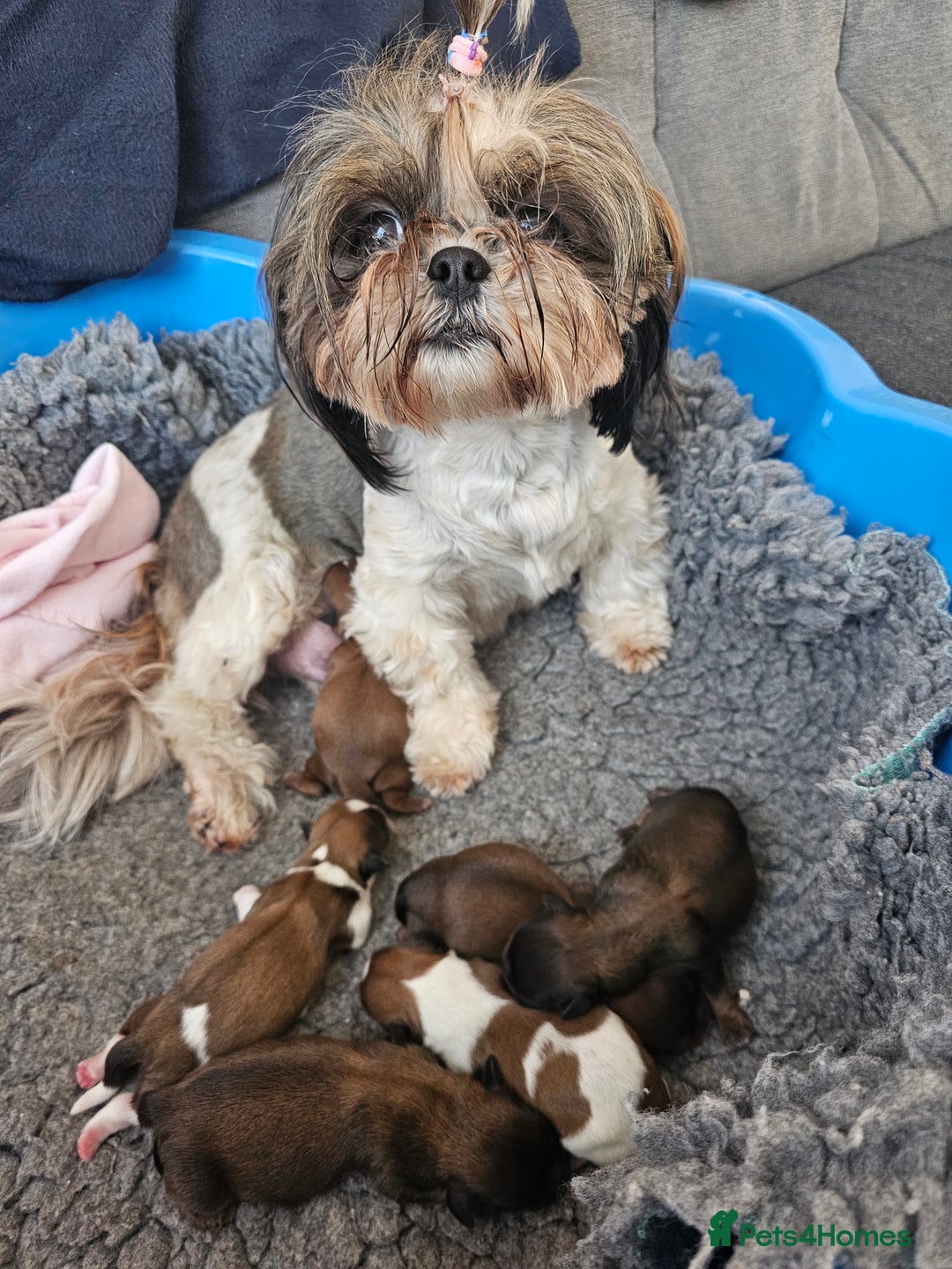 Shih Tzu dogs for sale: Shih tzu puppies - purebreed - licenced breeder  - Image 9