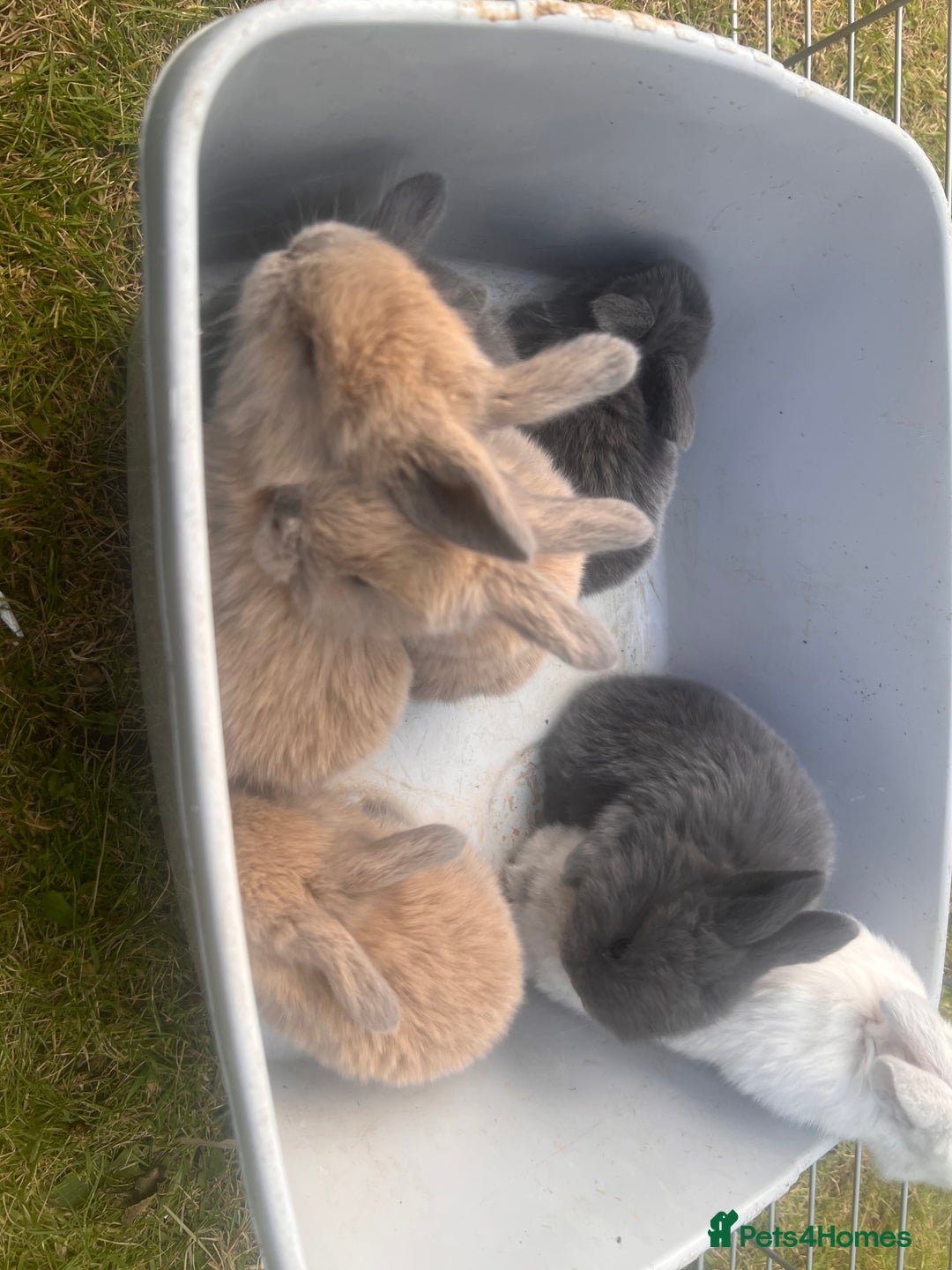 Mini Lion Lop rabbits for sale: Mini lop - Image 34