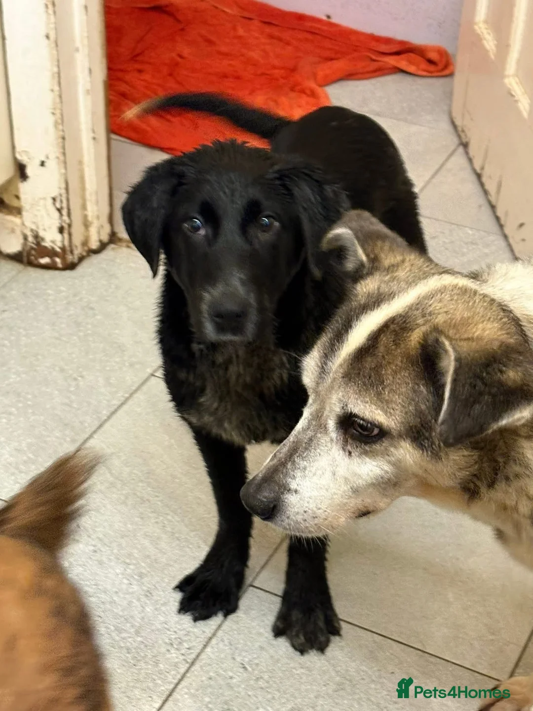 Mixed Breed dogs for adoption: Nicole - Norwich Norfolk  - Advert 4