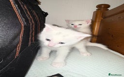 Ragdoll cats for sale: Maine Coon Mum & 2Kittens Looking for aLoving Home - Image 3