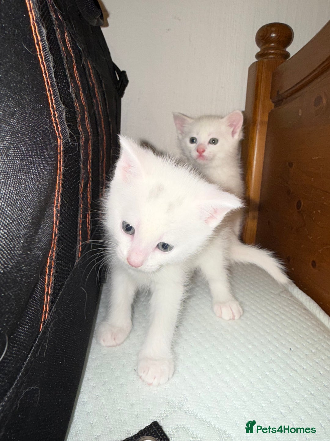 Ragdoll cats for sale: Maine Coon Mum & 2Kittens Looking for aLoving Home - Image 3