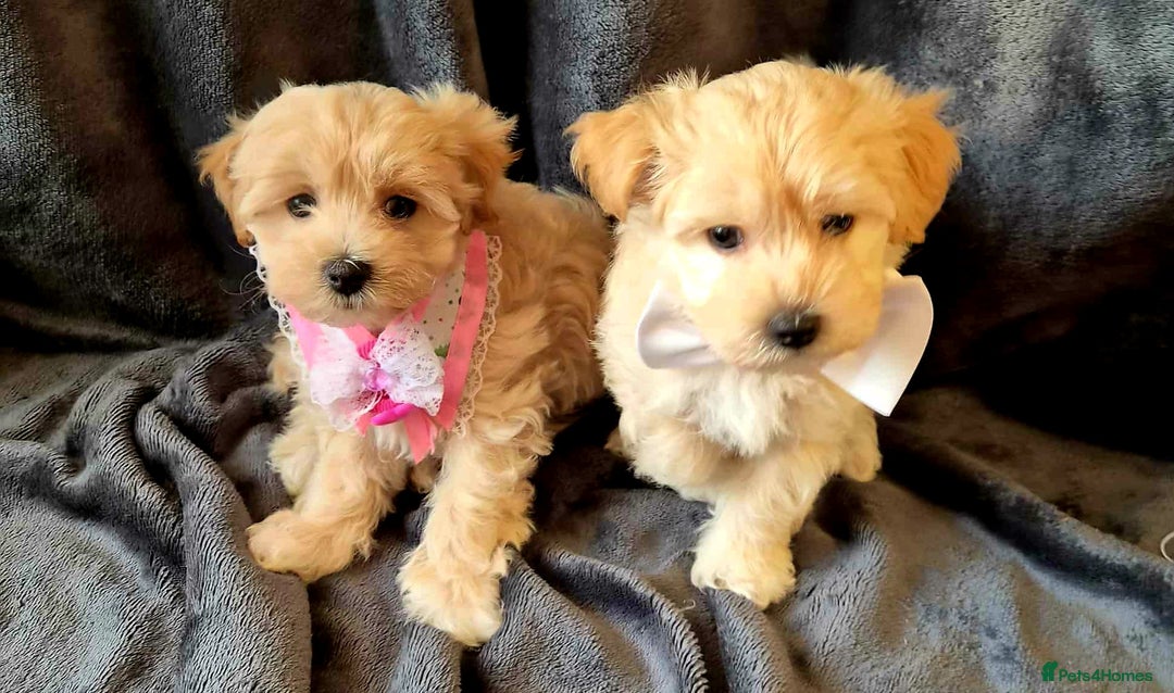 Maltipoo dogs for sale: F1 gorgeous maltipoo puppies - Image 15