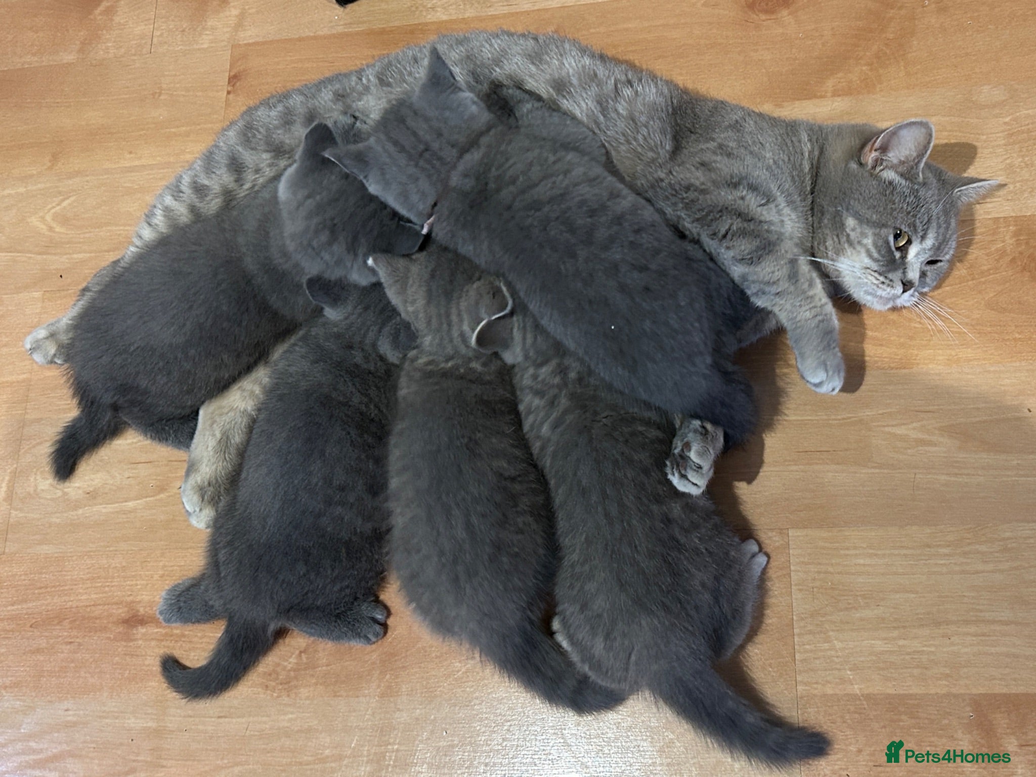 British Shorthair cats 5 British Shorthair Kittens  - Advert 2