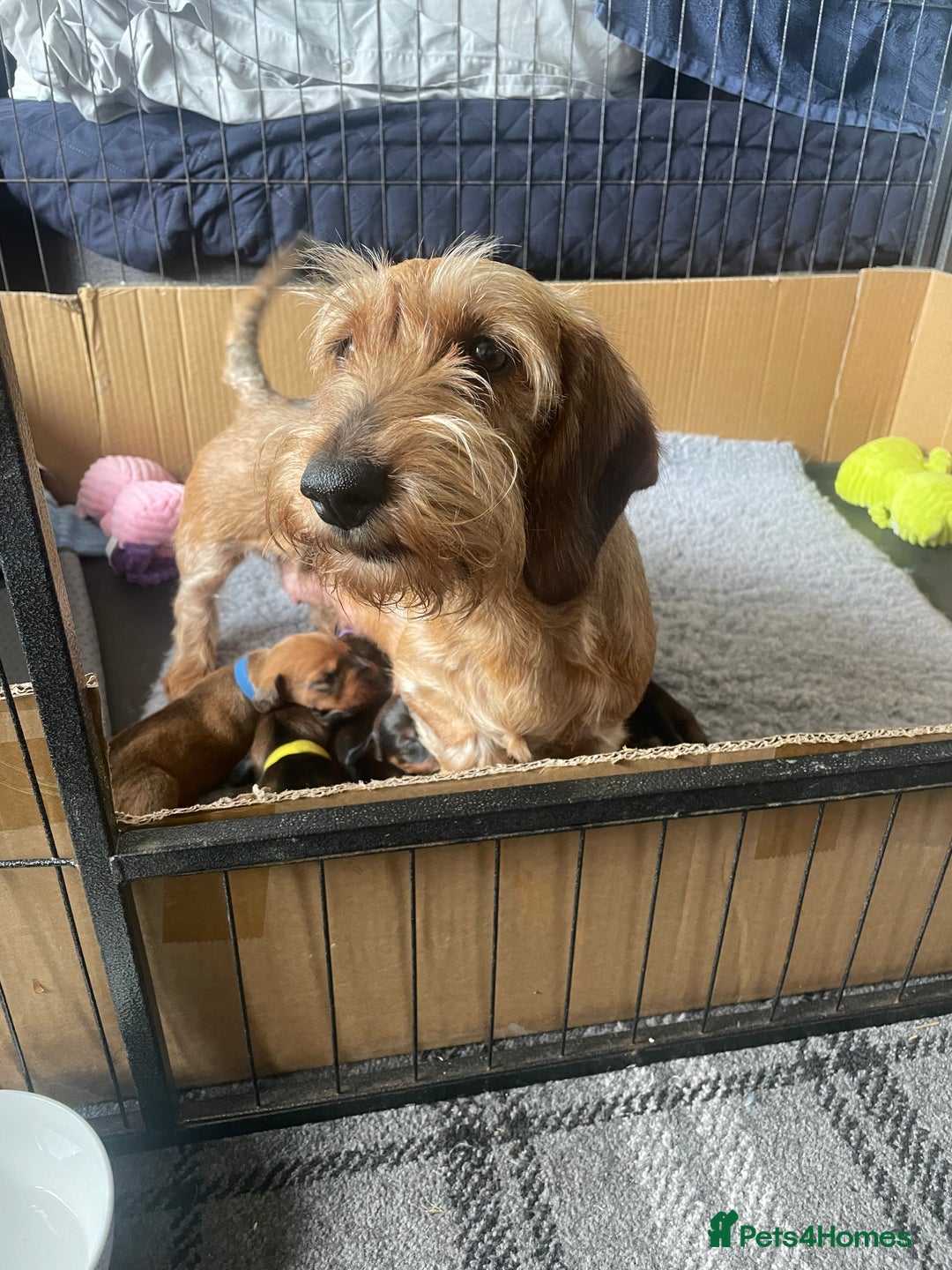 Dachshund dogs for sale: Excellence in every paw print Exceptional litter.  - Image 8