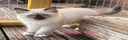 Ragdoll cats for sale: Beautiful Ragdolls-Vaccinated-2 boys-3 girls.  - Advert 17