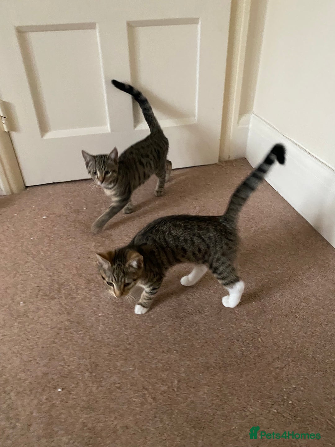 Domestic Shorthair cats for sale: Gorgeous tabby’s ready for good home.. - Advert 2