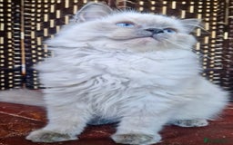 Ragdoll cats for sale: A Unique Ragdoll Kitten Waiting for a Loving home  - Image 13