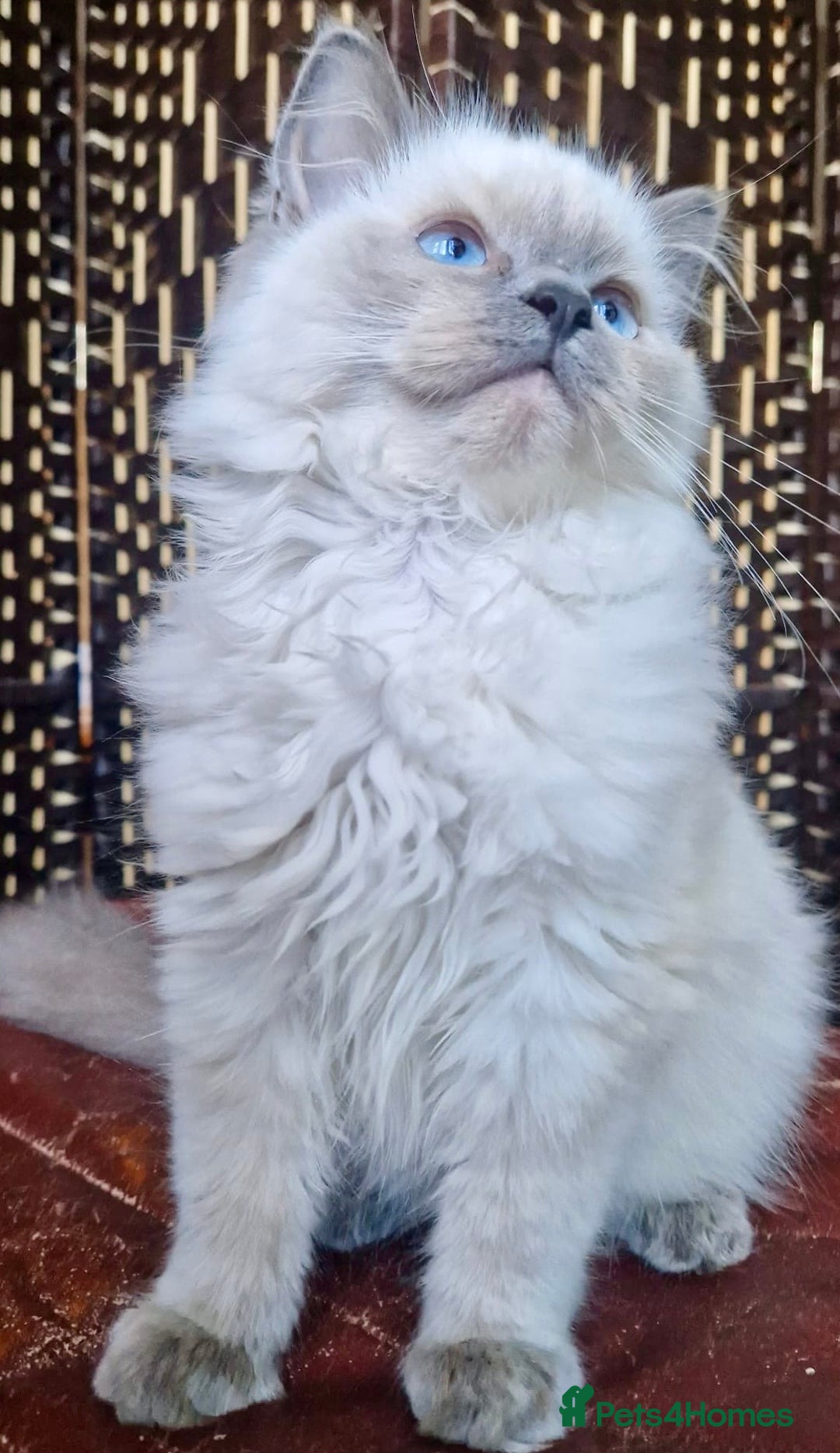 Ragdoll cats for sale: A Unique Ragdoll Kitten Waiting for a Loving home  - Image 13