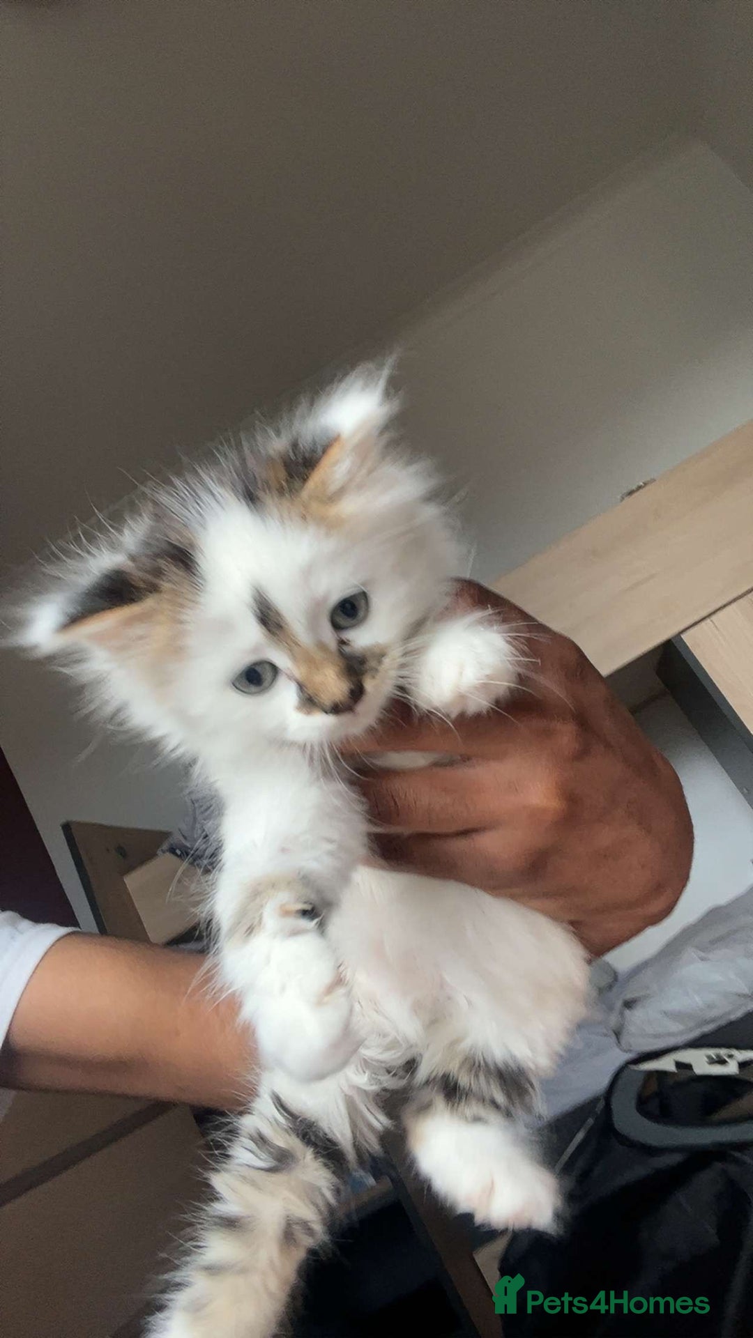 British Longhair cats for sale: girl kitten- playful/amazing personality ! - Image 1
