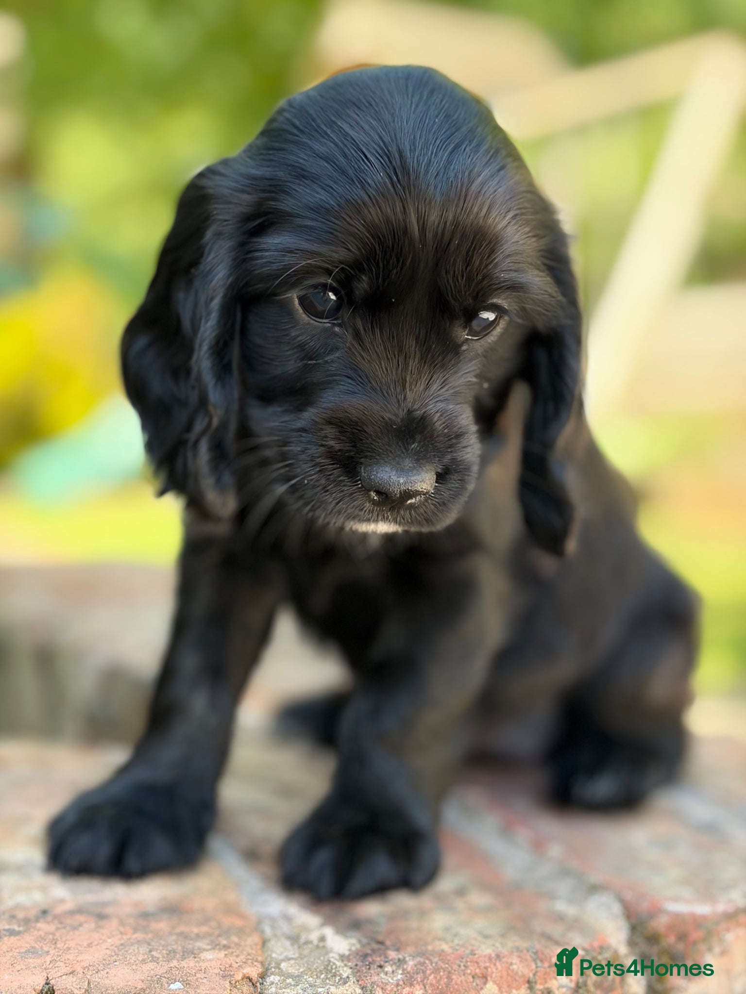 Cocker Spaniel dogs Litter of Cute Cocker Spaniels - Advert 5