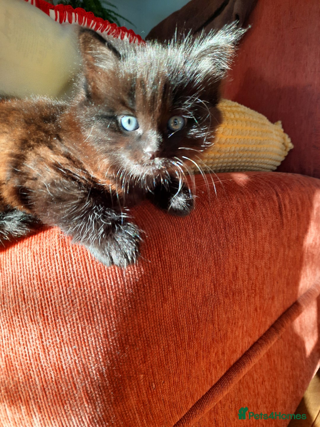 Mixed Breed cats for sale: 2 sweet kittens for sale - Advert 9