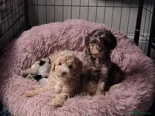 Cockapoo dogs 2 beautiful boys ready now - Advert 4