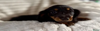 Miniature Dachshund 4