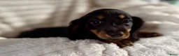 Miniature Dachshund dogs for sale: Miniature dachshund puppies  - Advert 15