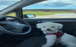 Bichon Frise dogs for sale: Bichon Frise for sale aged 3  - Advert 1