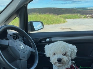 Bichon Frise dogs Bichon Frise for sale aged 3 - Advert 15