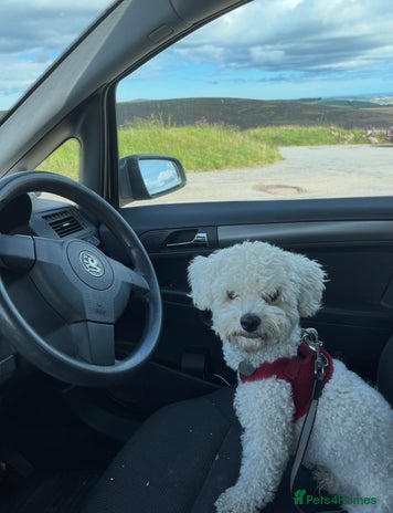 Bichon Frise dogs Bichon Frise for sale aged 3 - Advert 1