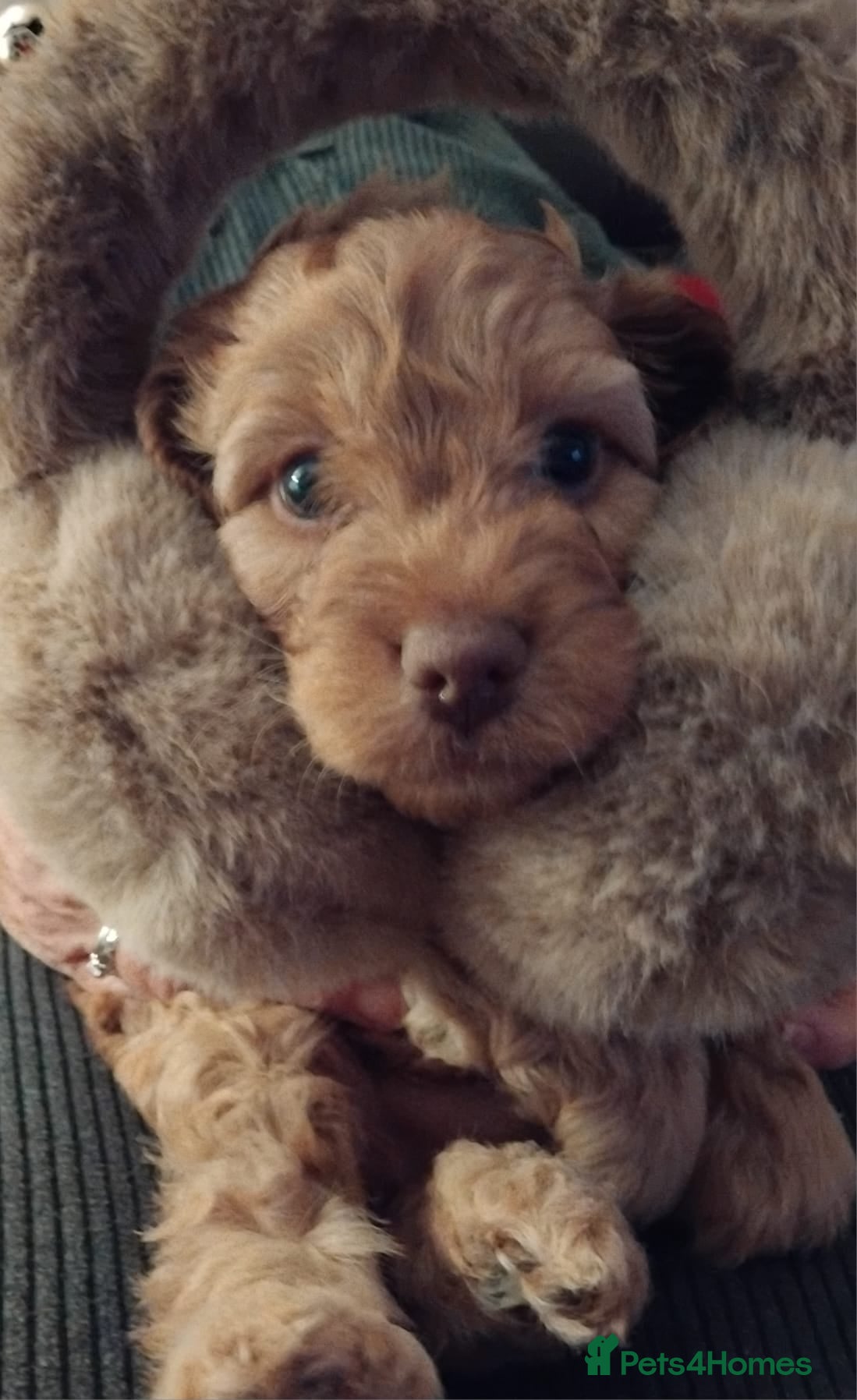 Cockapoo dogs Cockapoo puppies for Sale - Advert 14