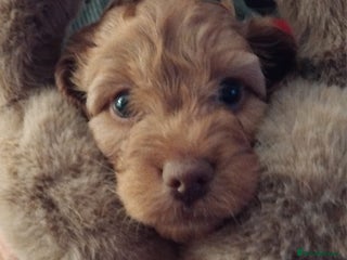 Cockapoo dogs - Advert 28